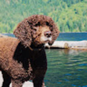 Meet your Posher, Saby